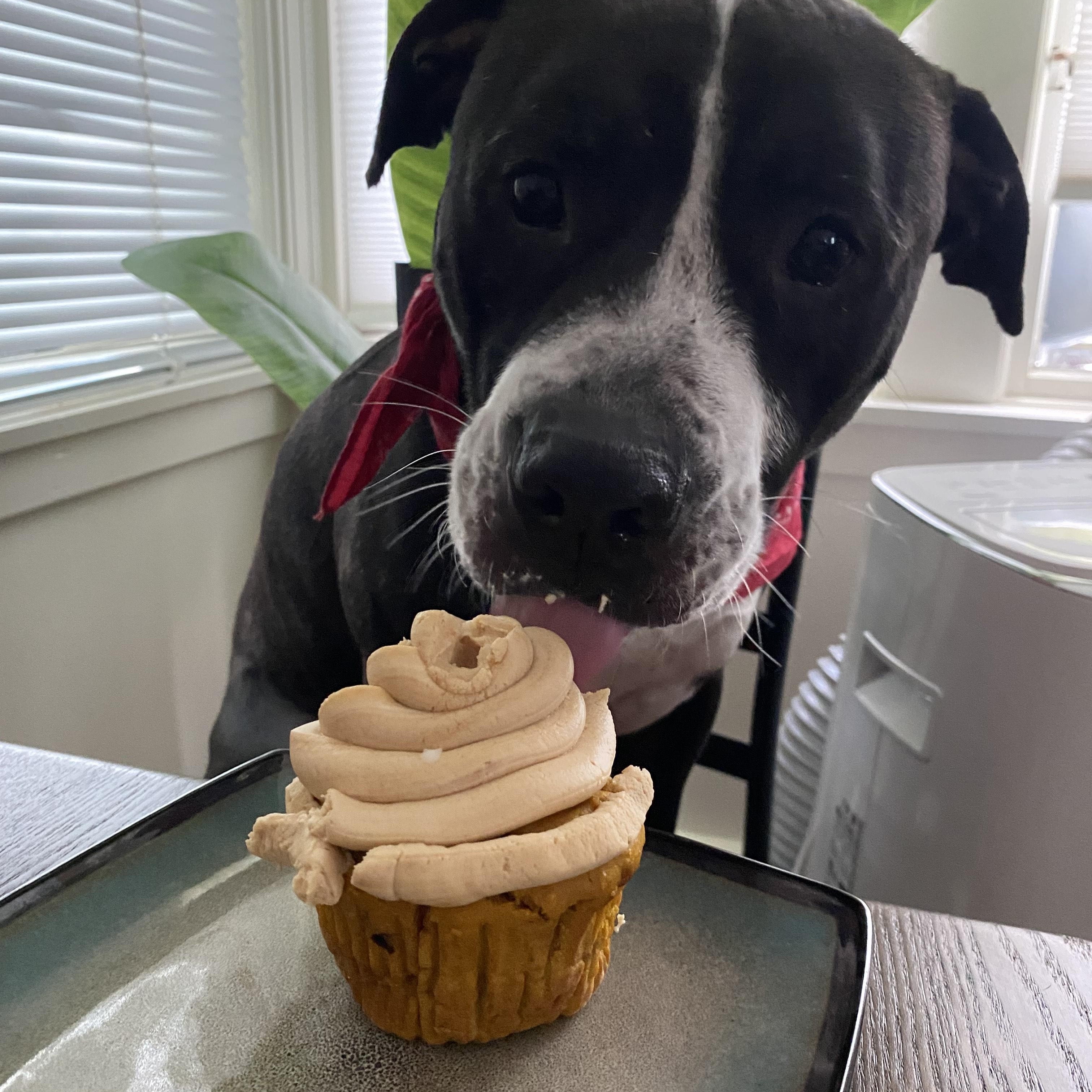 Enlarge TUCKER, a Adoptable mixed breed in Chicopee, MA image 2/5