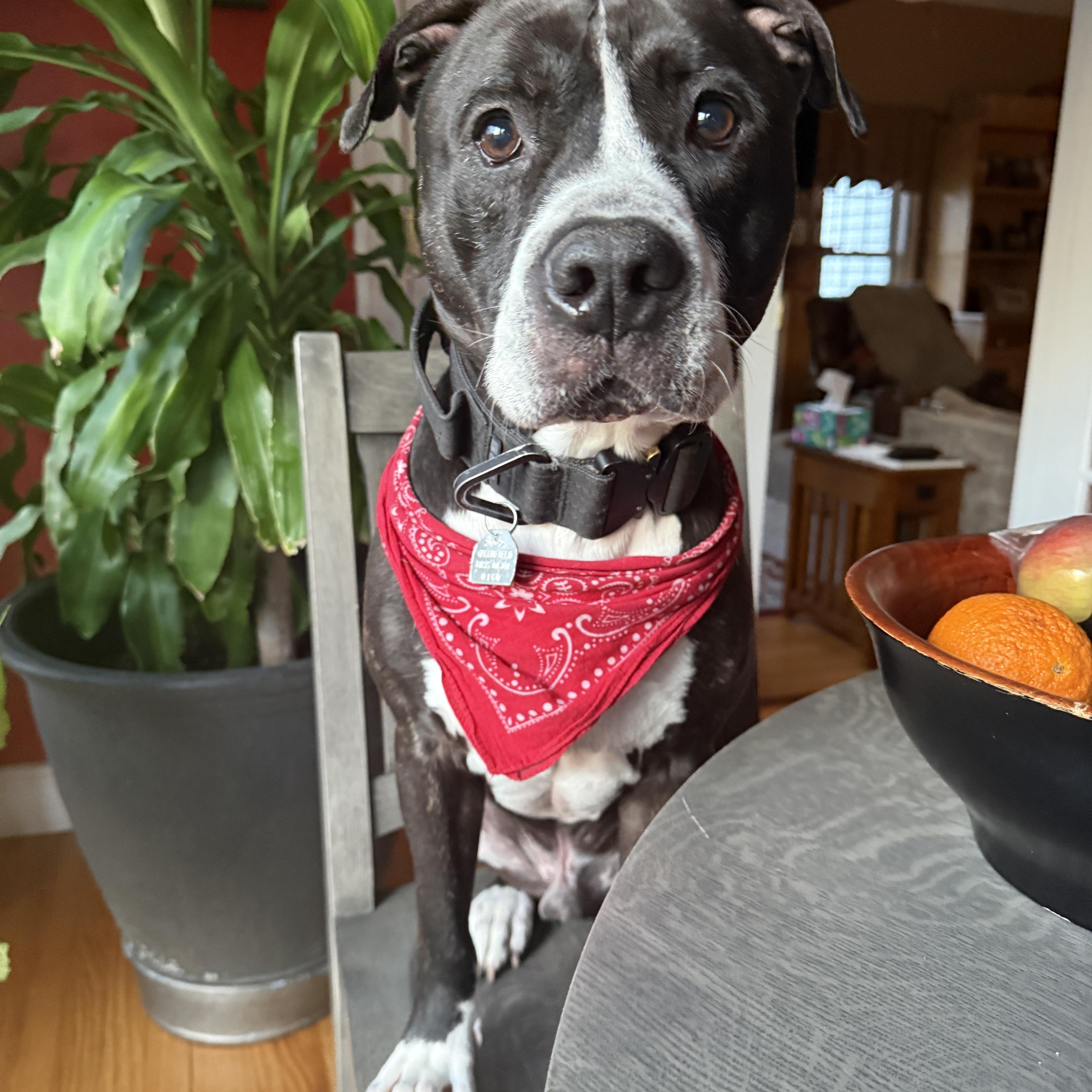 Enlarge TUCKER, a Adoptable mixed breed in Chicopee, MA image 1/5