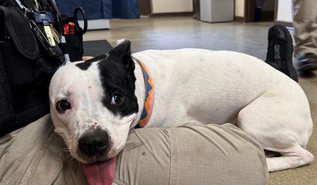 Sassy Frassy, Adoptable, Young Female American Staffordshire Terrier.