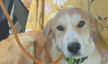 Rupert, ADOPTABLE, Young Male Golden Retriever & Great Pyrenees.