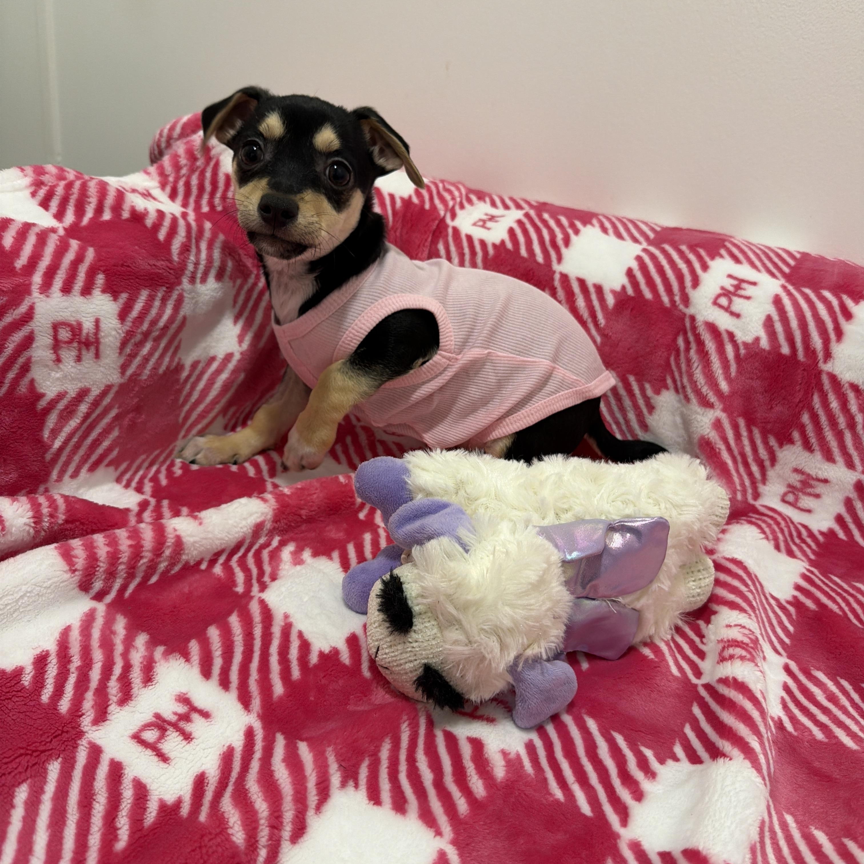 Lillie, a Adoptable mixed breed in Poway, CA image 1/2