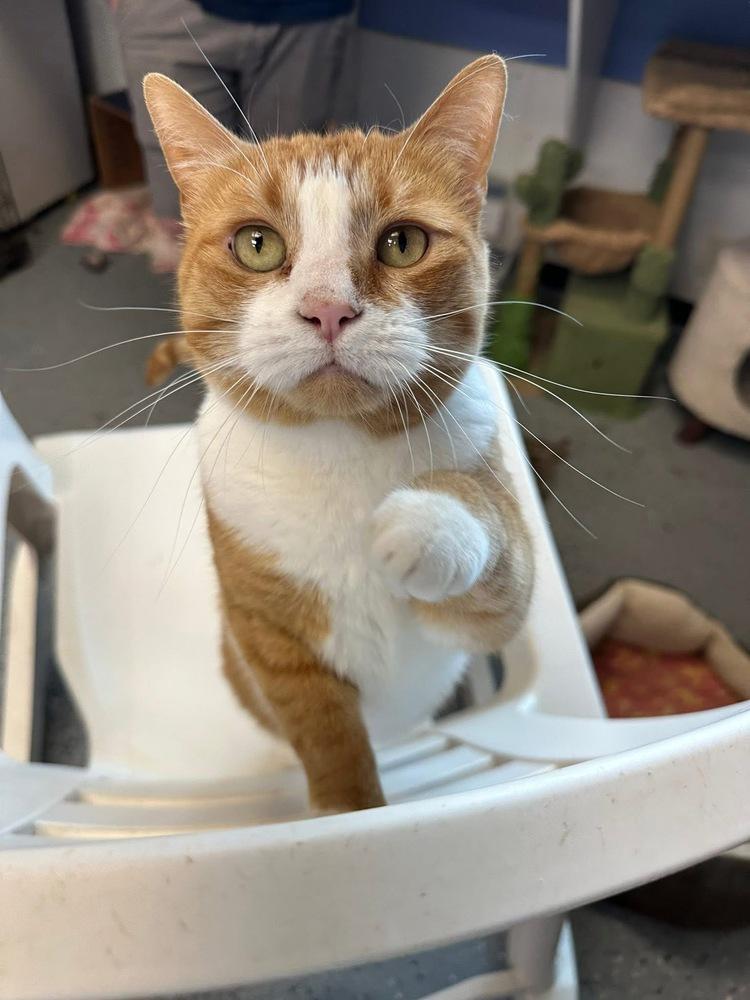 Key, Adoptable, Adult Female Domestic Short Hair.