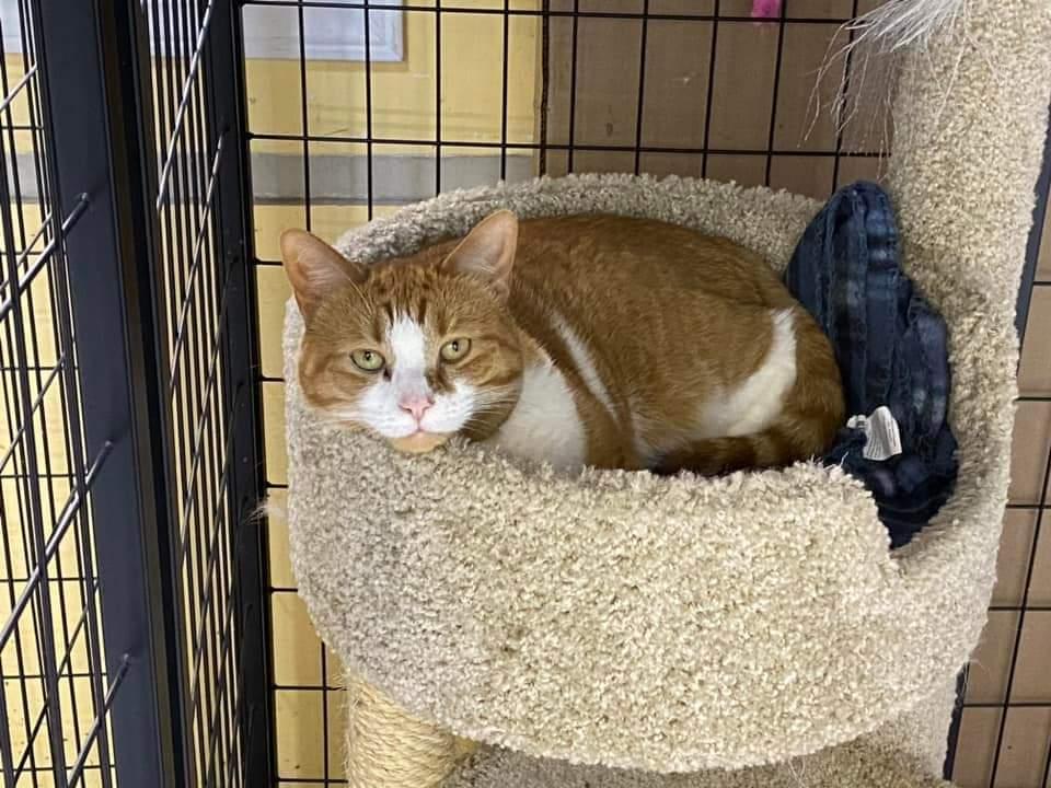 Key, a Adoptable mixed breed in Mishawaka, IN image 3/6