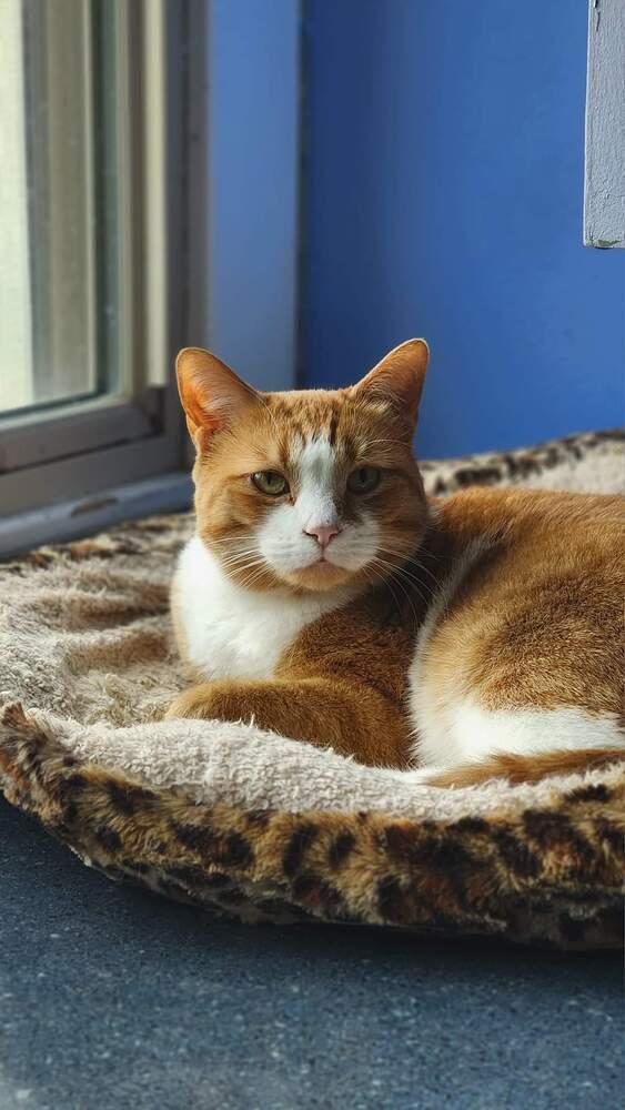 Key, a Adoptable mixed breed in Mishawaka, IN image 4/6
