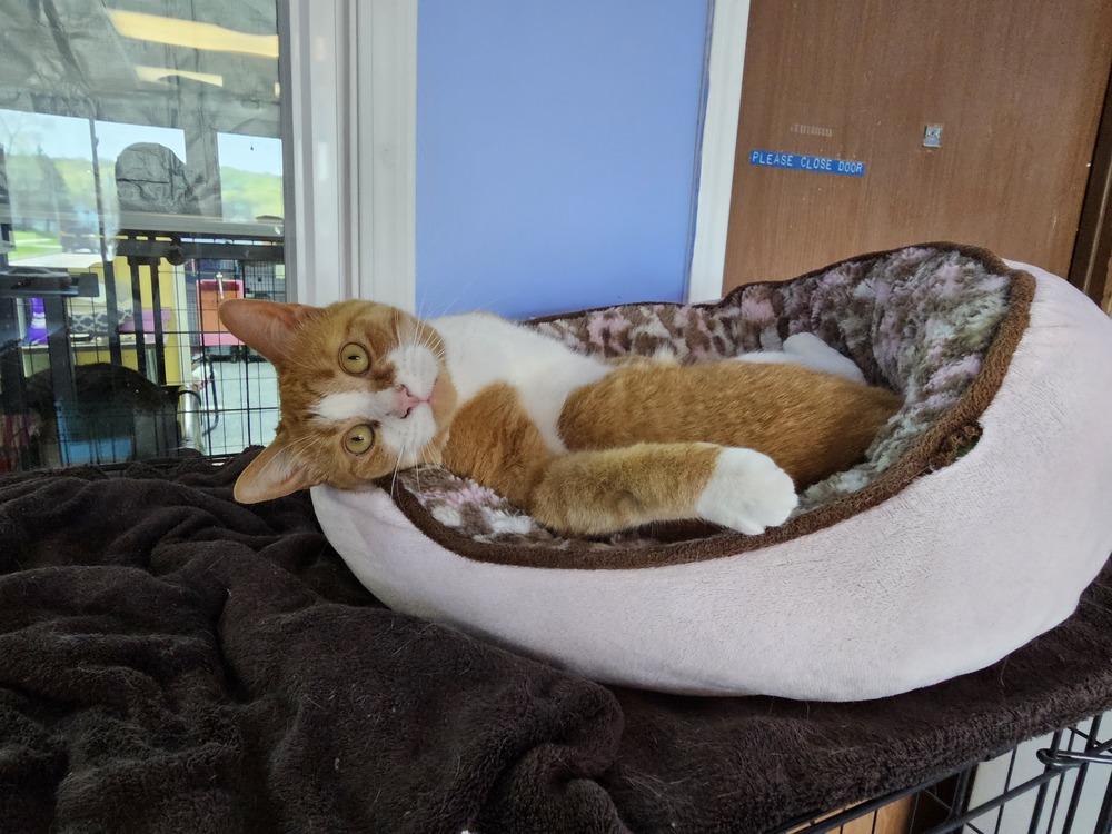 Key, a Adoptable mixed breed in Mishawaka, IN image 6/6