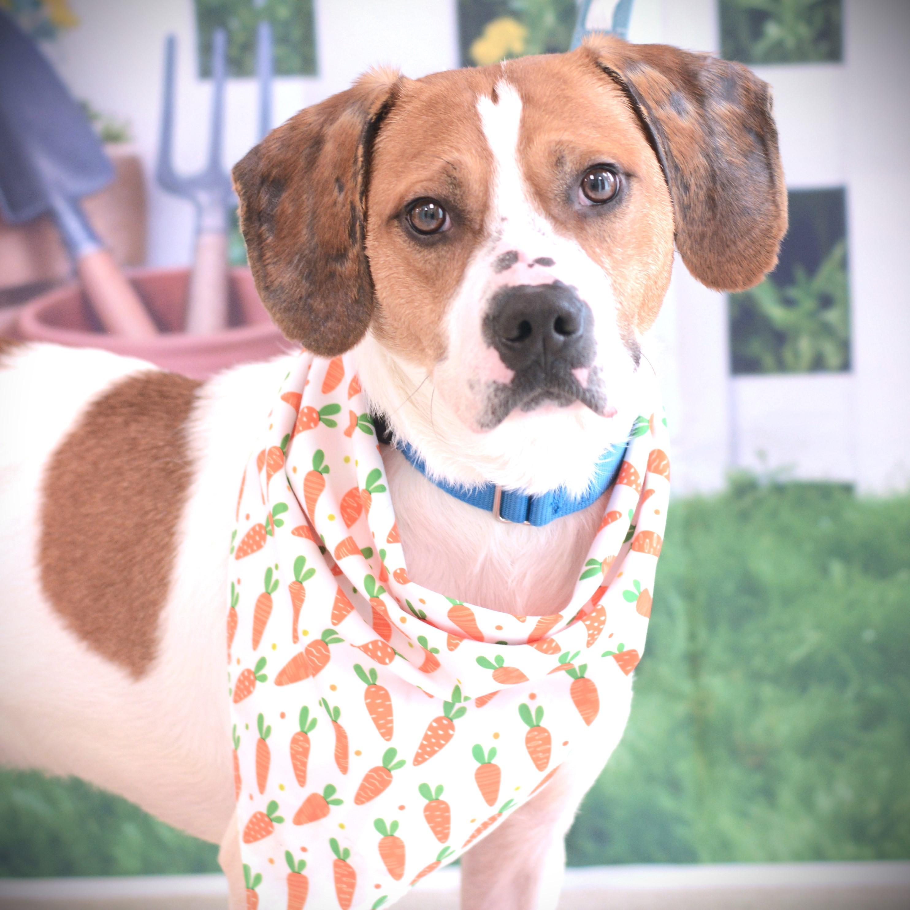 Enlarge Beau, an adoptable mixed breed in Amsterdam, NY image 1/1