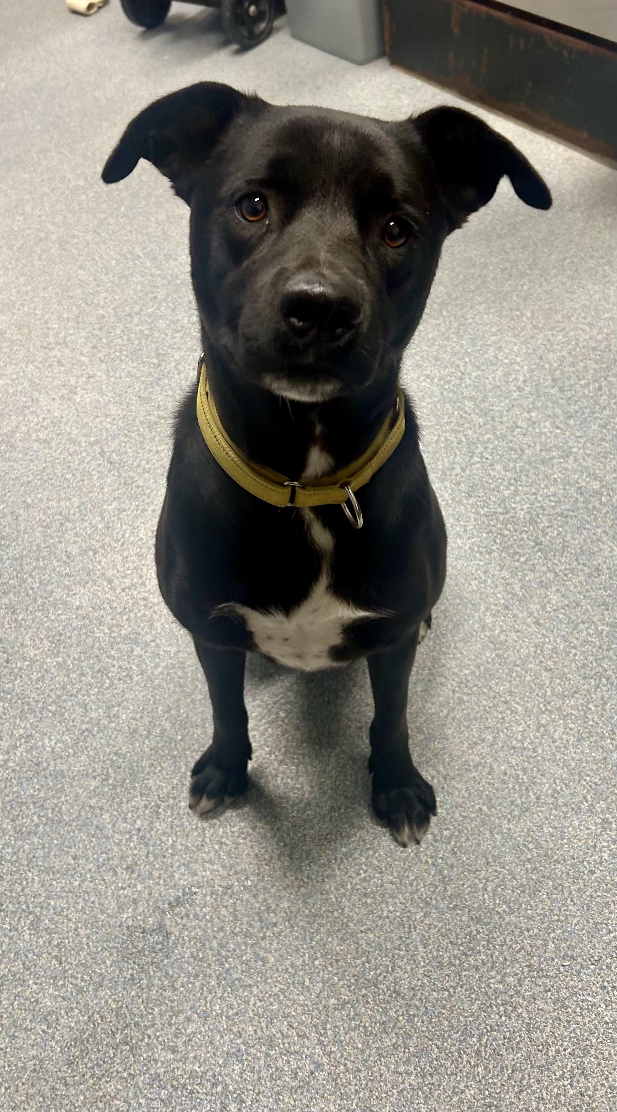Spencer, ADOPTABLE, Adult Male Mixed Breed.