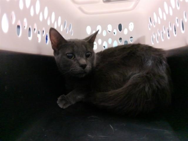 Enlarge DAISY, a Adoptable Domestic Short Hair in Kalamazoo, MI image 1/1
