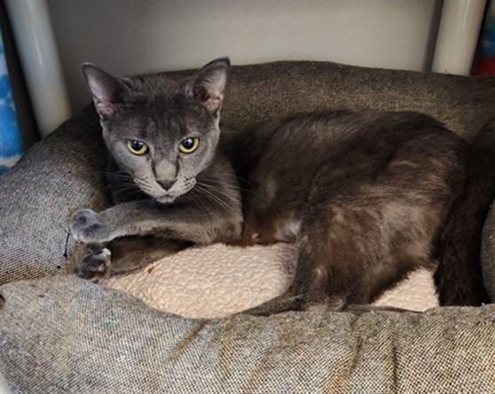 Enlarge DAISY, a Adoptable Domestic Short Hair in Kalamazoo, MI image 1/1