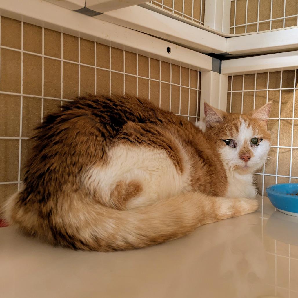 Enlarge Fiona, a Adoptable Domestic Medium Hair in Portland, OR image 1/2