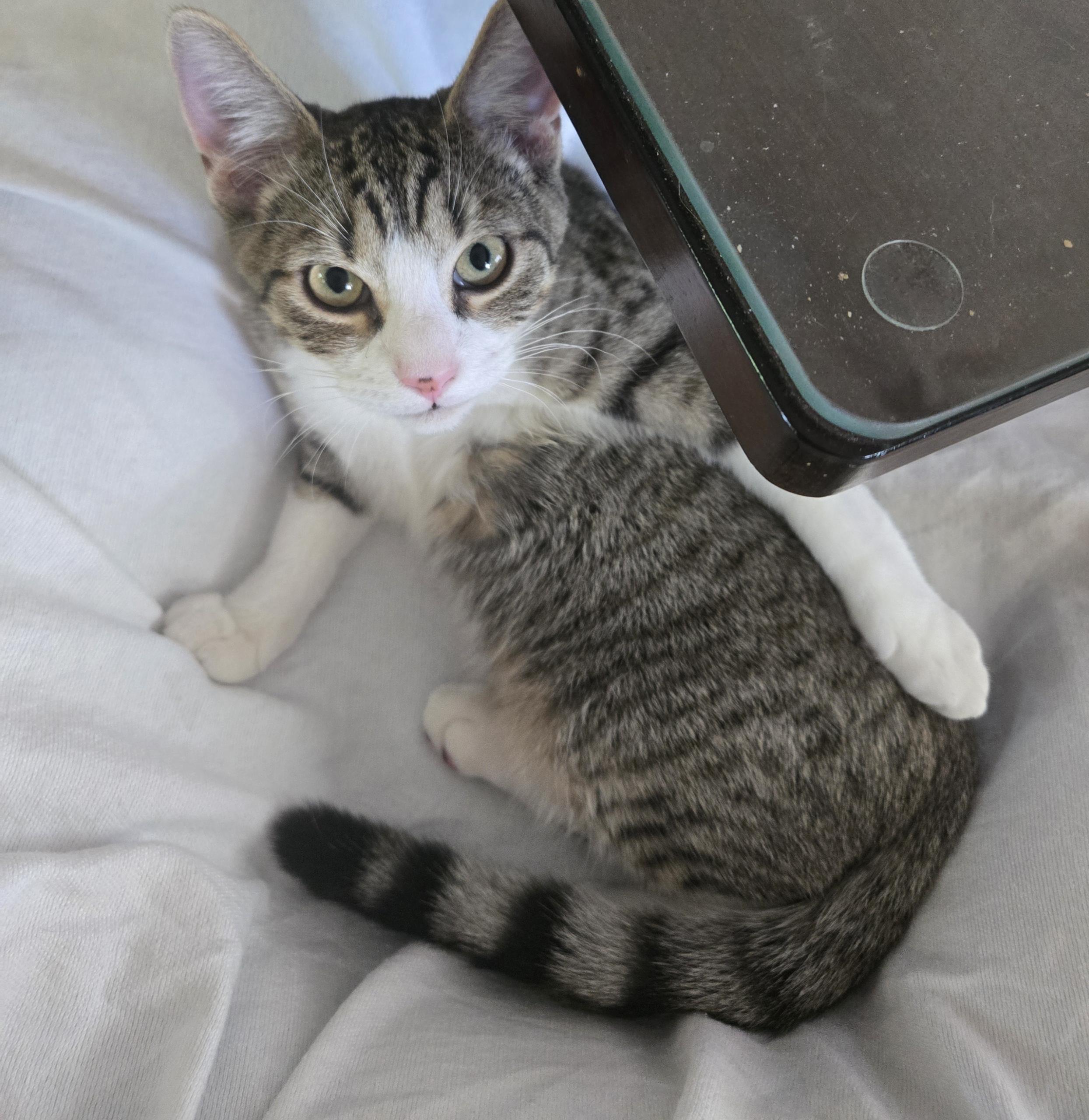 Simon - Riley Fuzzel Petsmart