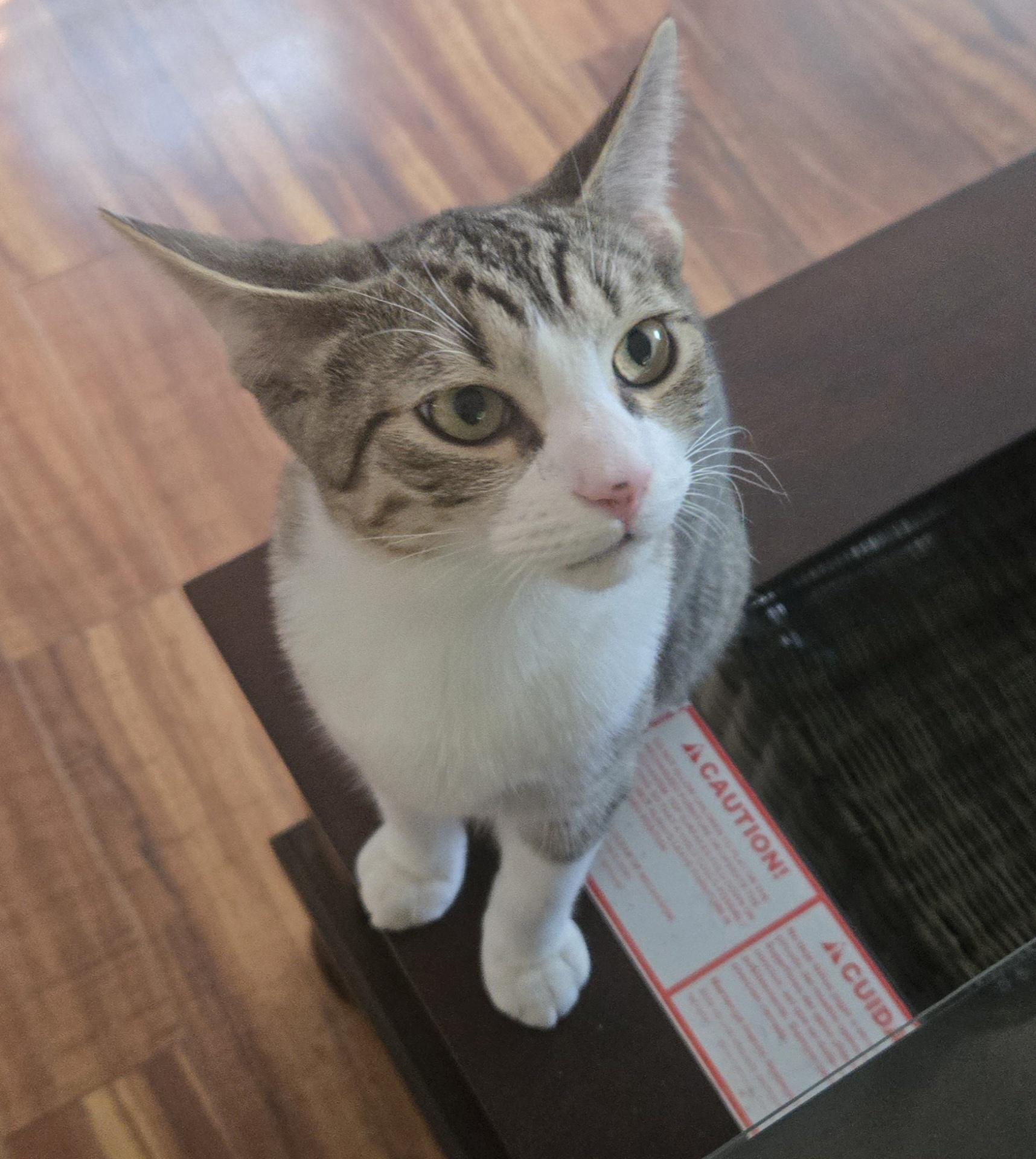 Simon - Riley Fuzzel Petsmart