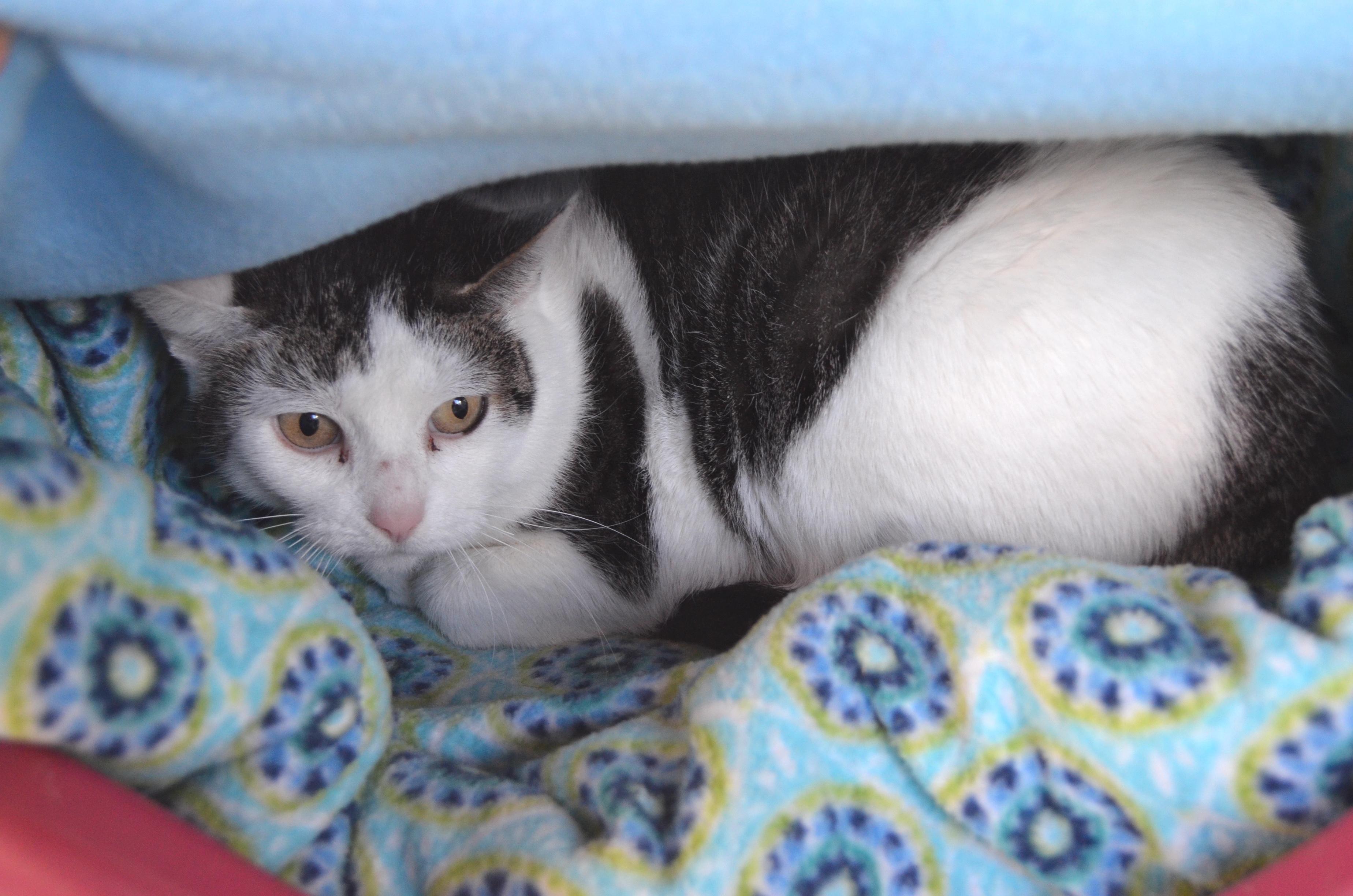 Gidget, a Adoptable Domestic Short Hair in Westbrook, CT image 3/6