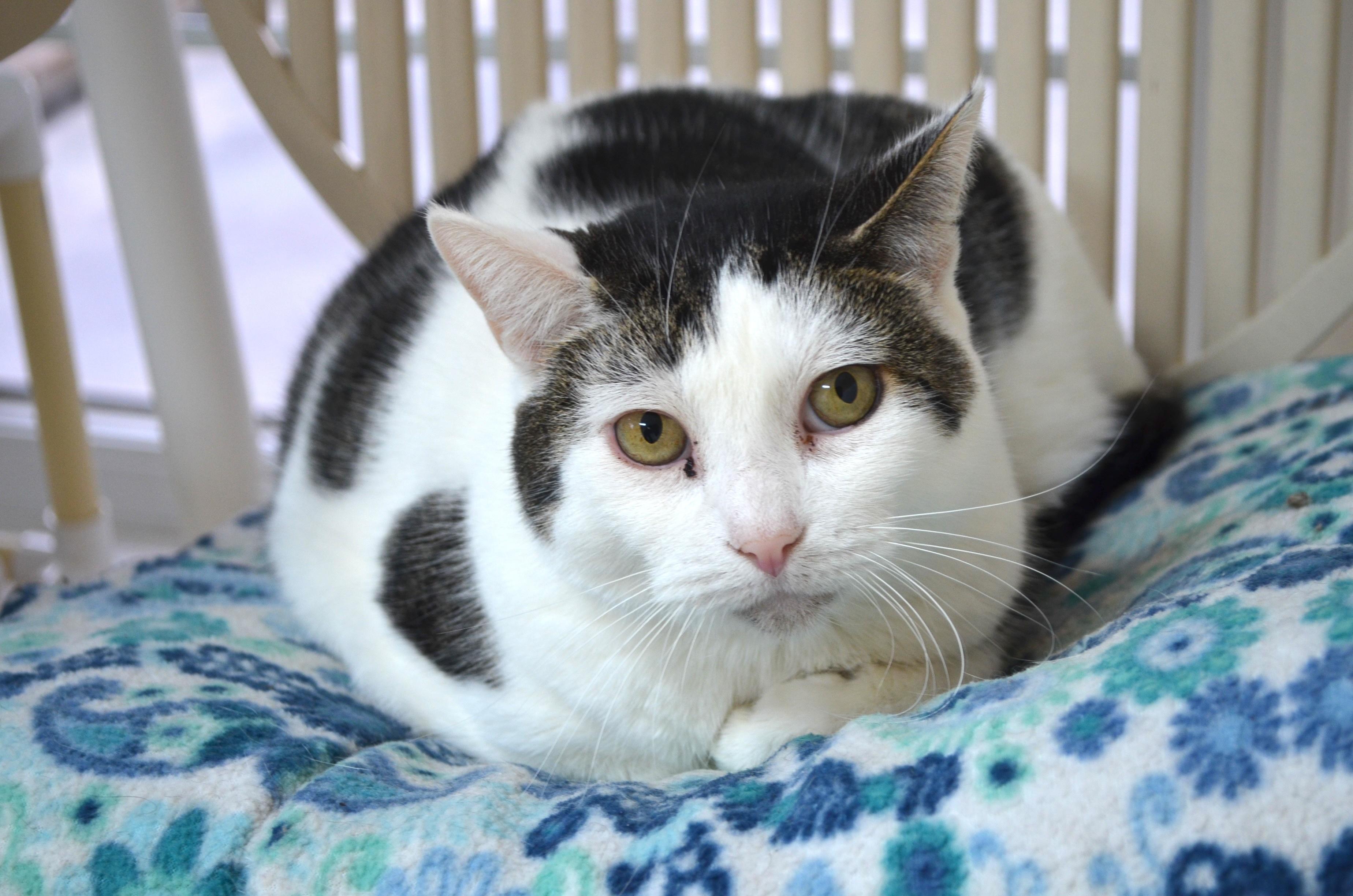 Gidget, a Adoptable Domestic Short Hair in Westbrook, CT image 1/6