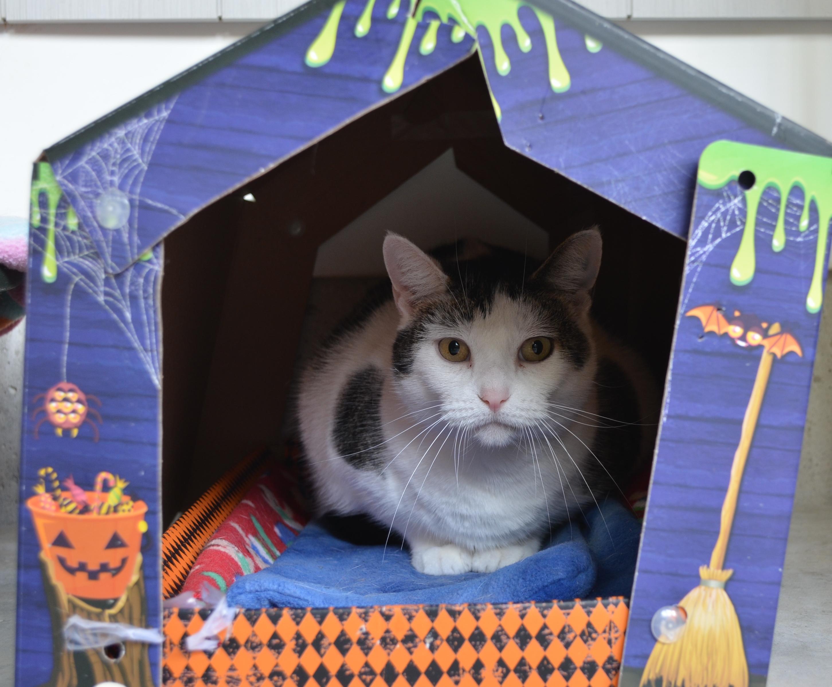 Gidget, a Adoptable Domestic Short Hair in Westbrook, CT image 2/6