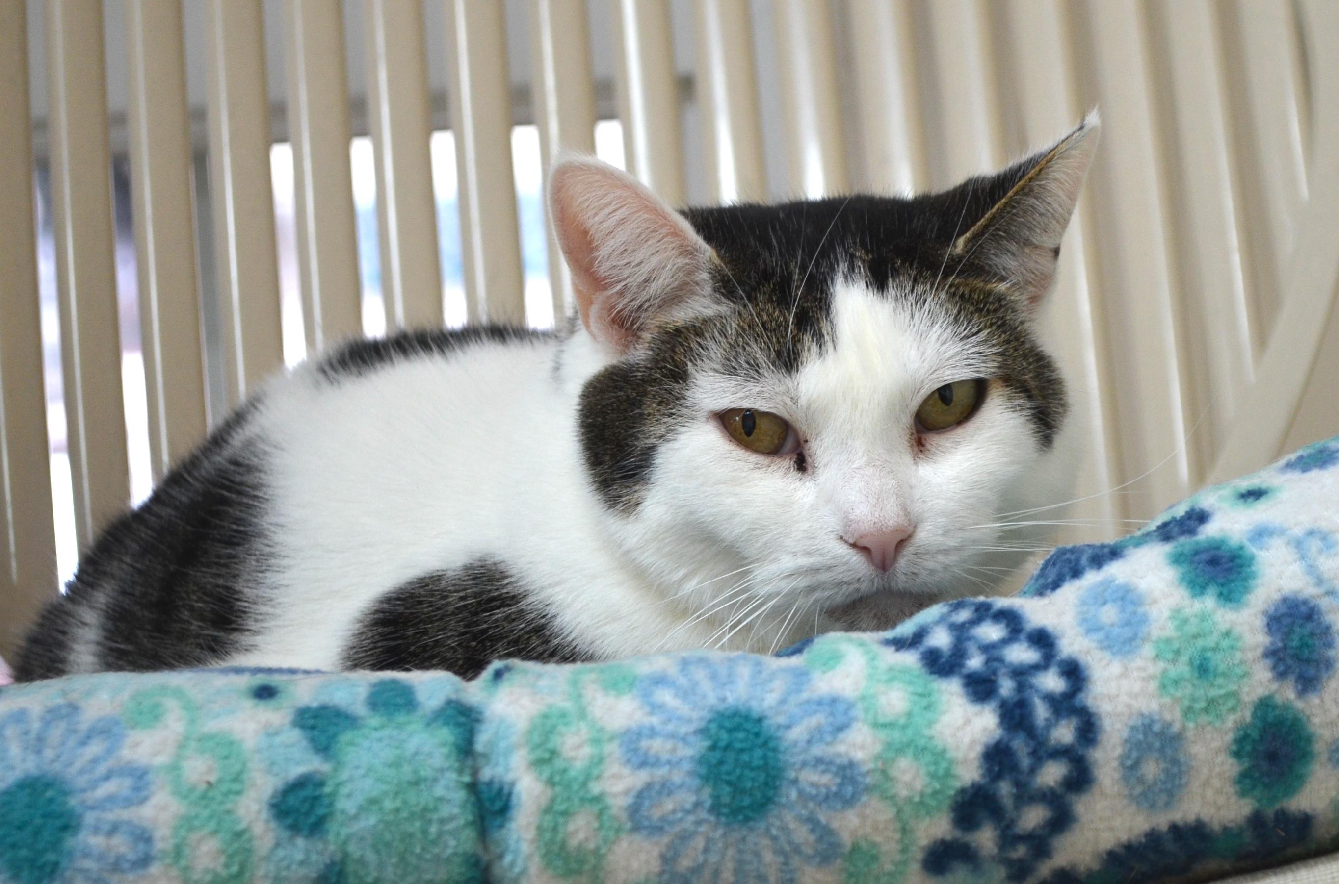 Gidget, a Adoptable Domestic Short Hair in Westbrook, CT image 6/6