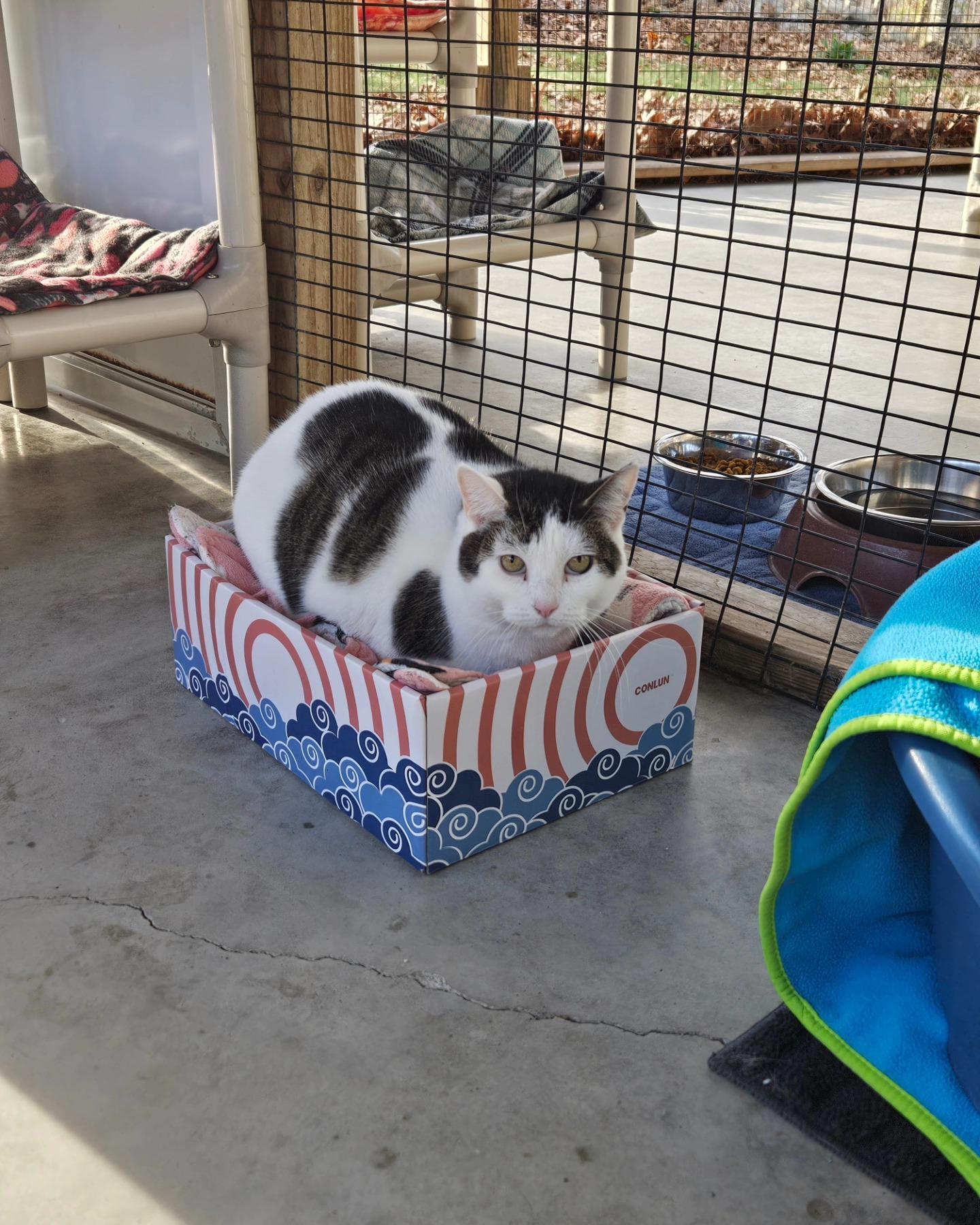 Gidget, a Adoptable Domestic Short Hair in Westbrook, CT image 1/6