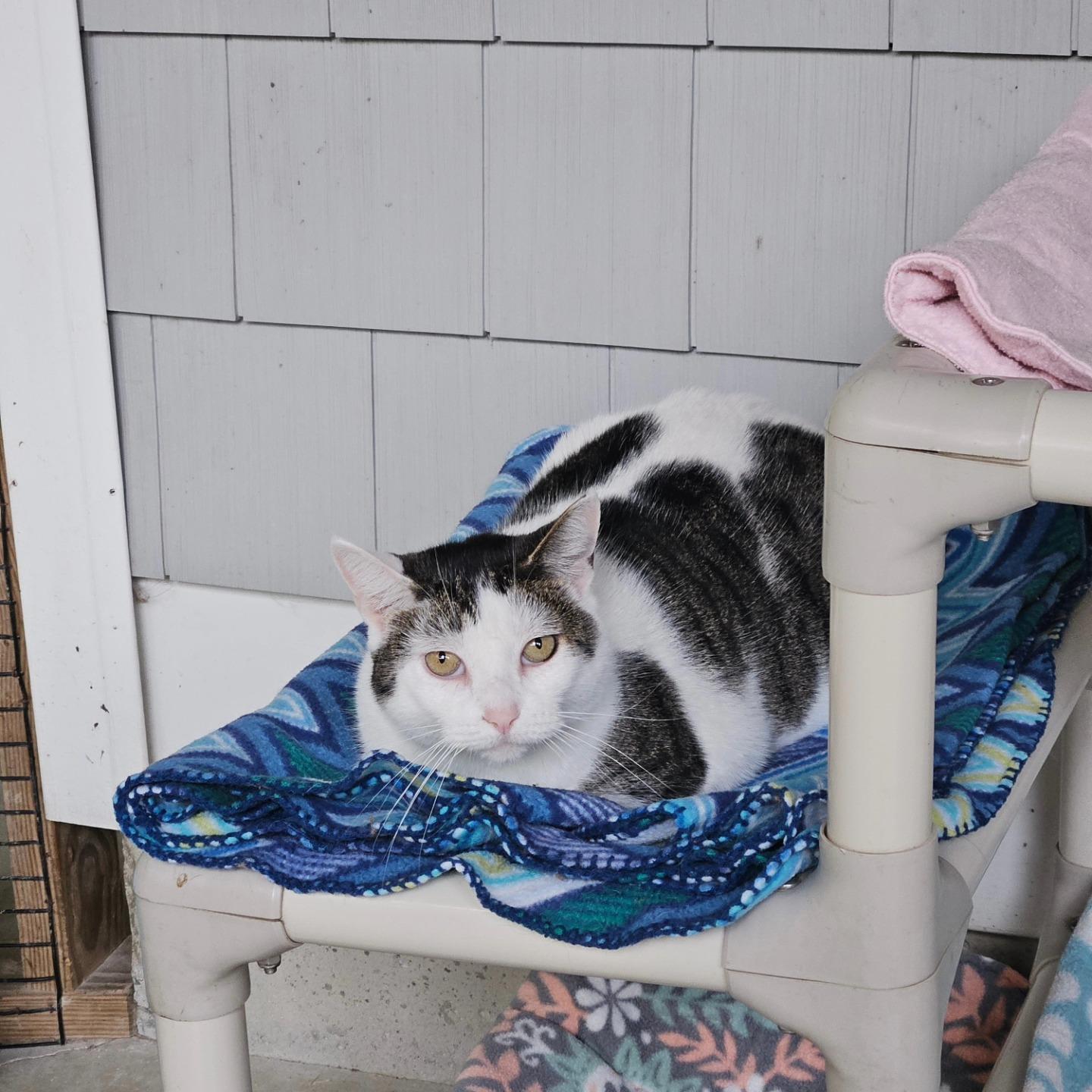 Gidget, a Adoptable Domestic Short Hair in Westbrook, CT image 6/6