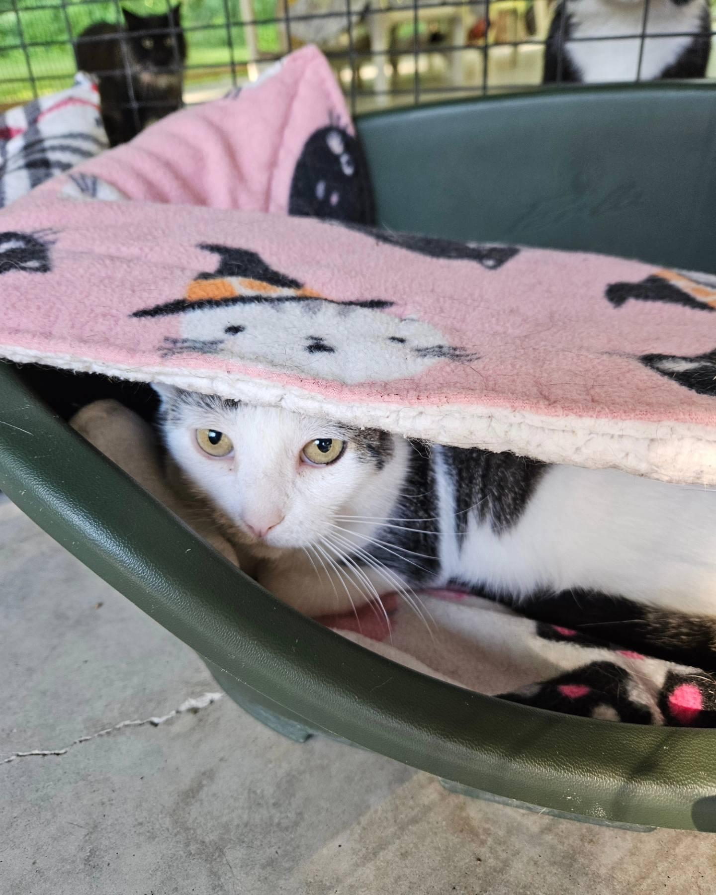 Gidget, a Adoptable Domestic Short Hair in Westbrook, CT image 5/6