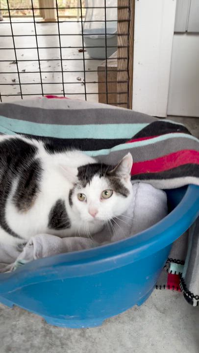 Enlarge Gidget, a Adoptable Domestic Short Hair in Westbrook, CT video 5/6