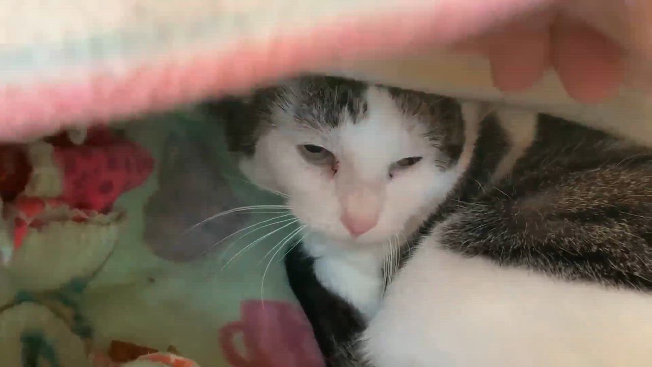Enlarge Gidget, a Adoptable Domestic Short Hair in Westbrook, CT video 4/6