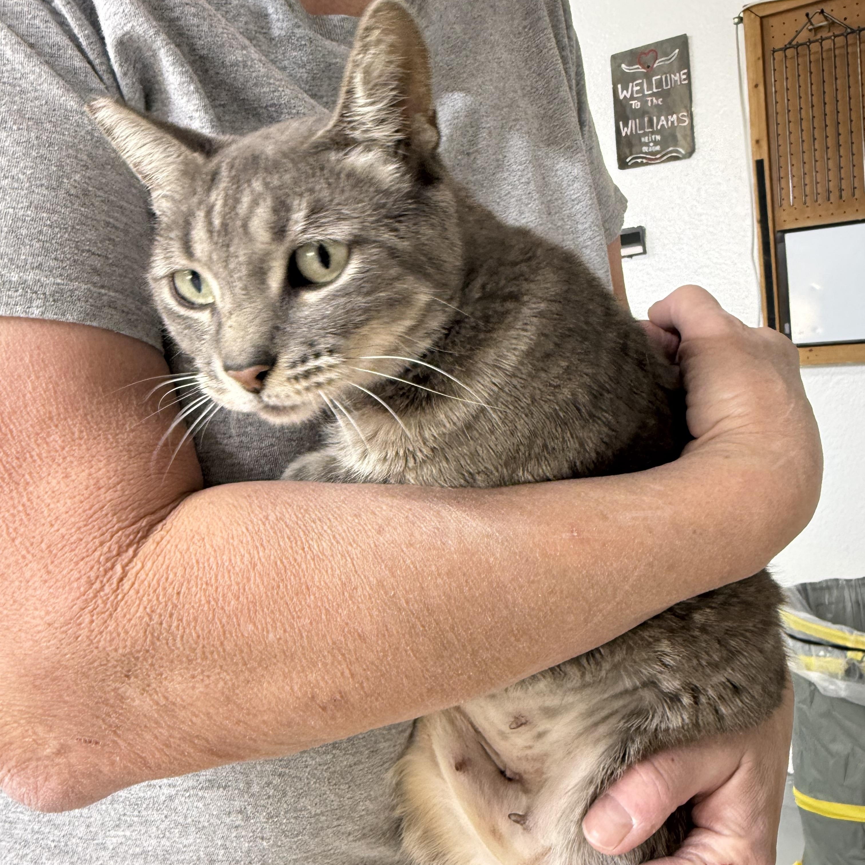 Enlarge Kitty Kisses, an adopted Tabby in Las Vegas, NV image 2/2