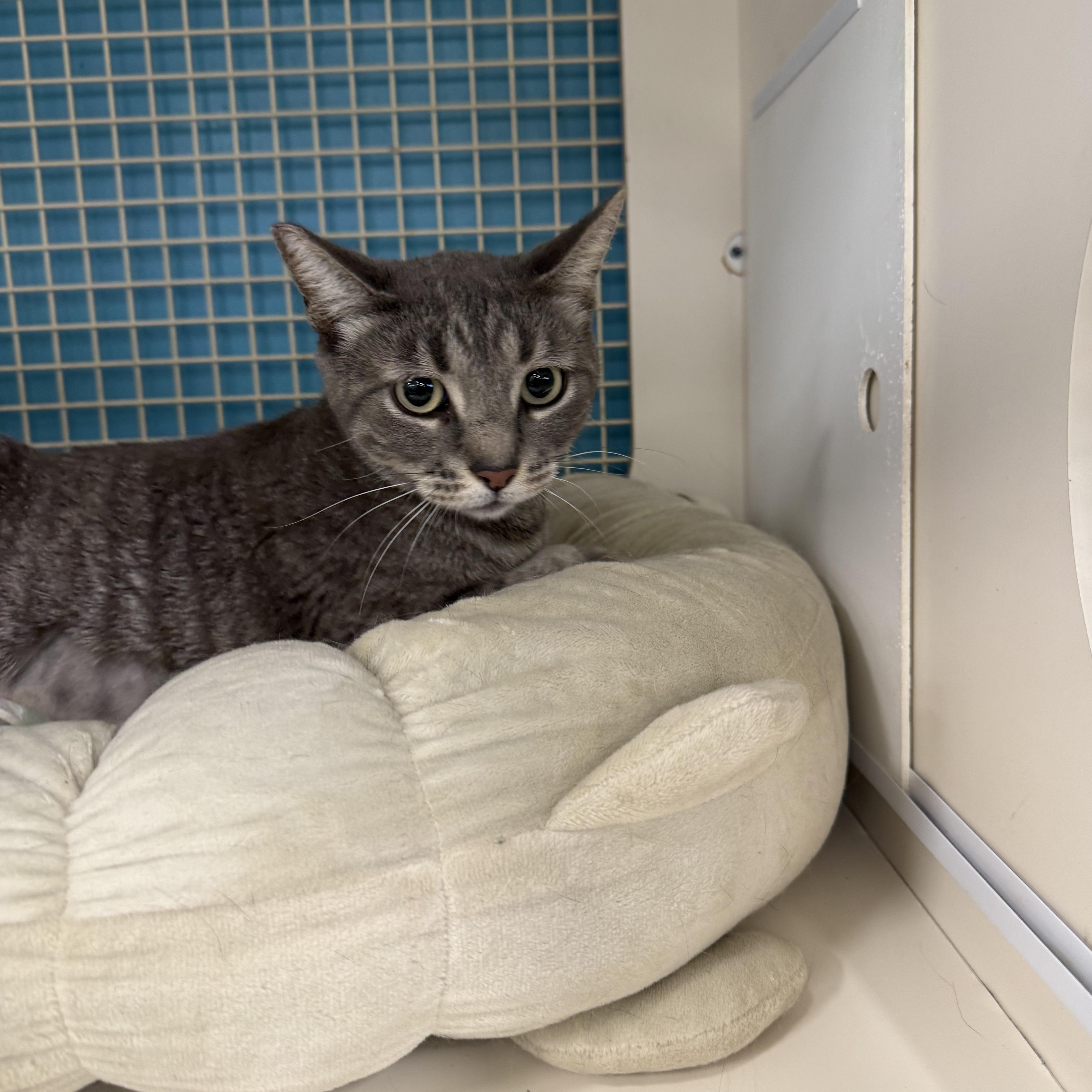 Kitty Kisses, adopted, Young Female Tabby.