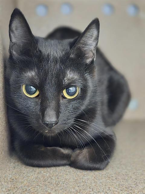 Enlarge PITA, a Adoptable Domestic Short Hair in Kent, WA image 1/1