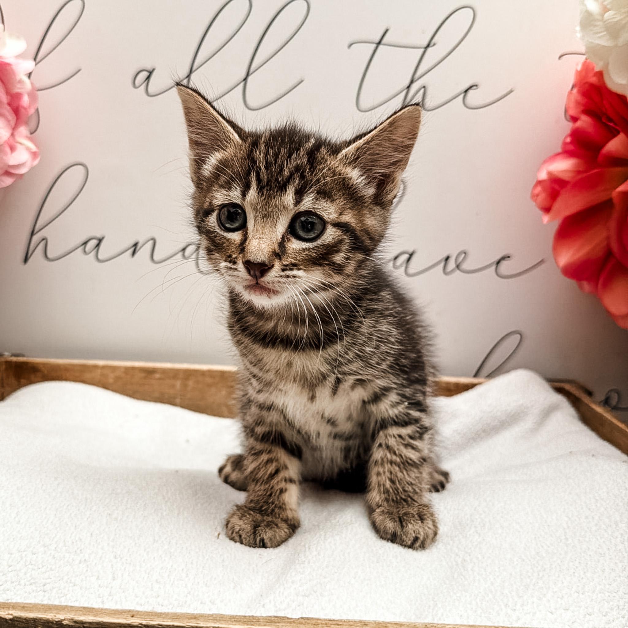 Fresno, Adoptable, Kitten Male Domestic Short Hair.