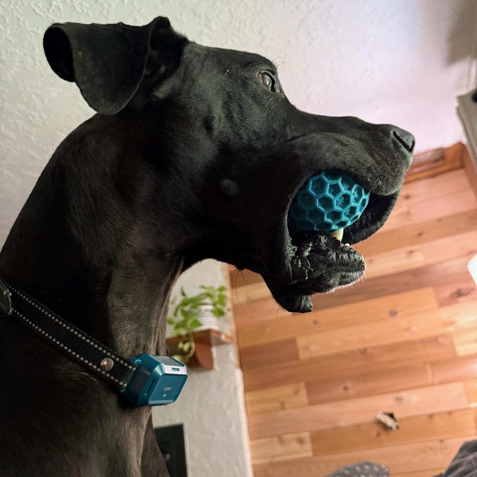 Enlarge Axel, a Adoptable Great Dane in Houston, TX image 4/6
