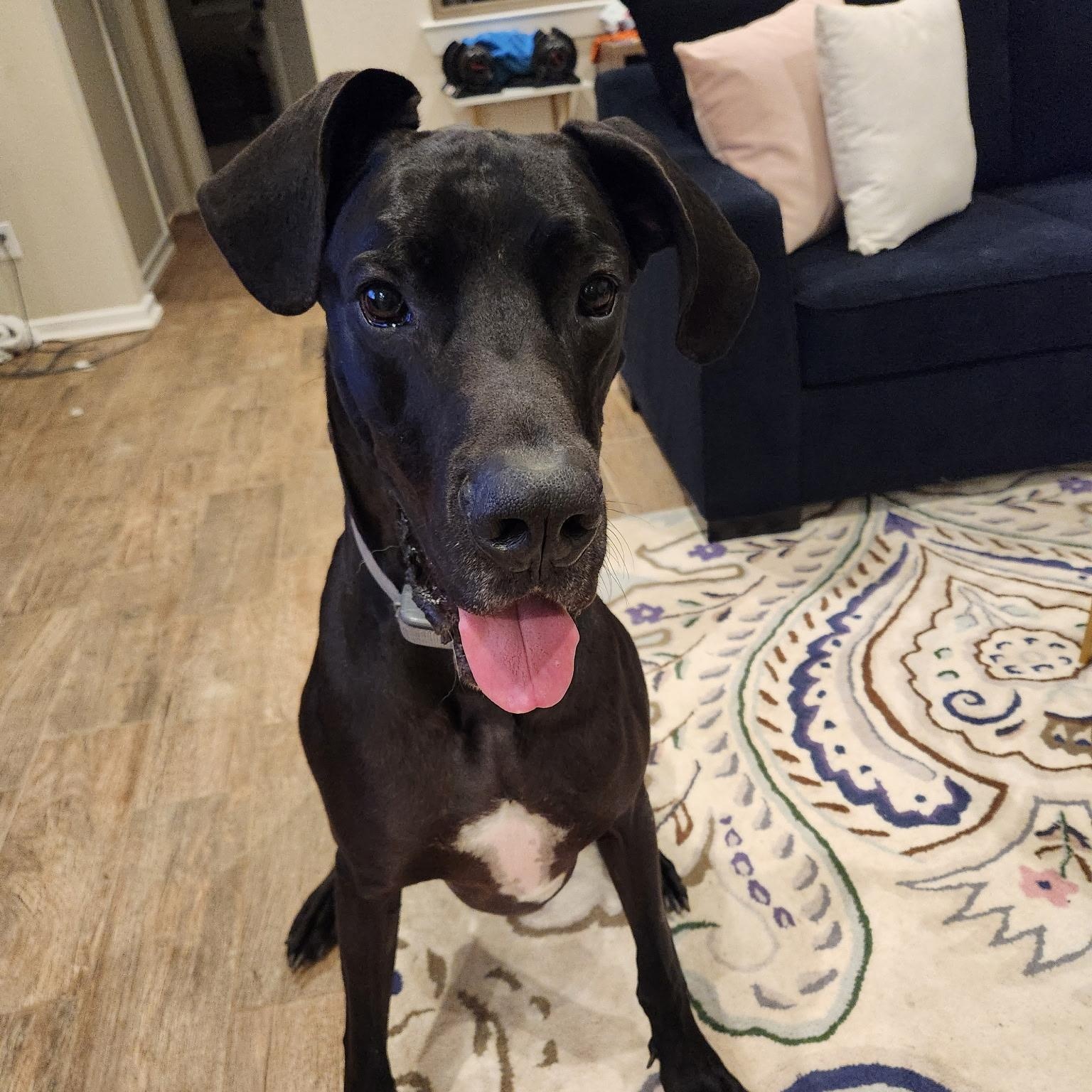 Enlarge Axel, a Adoptable Great Dane in Houston, TX image 3/6