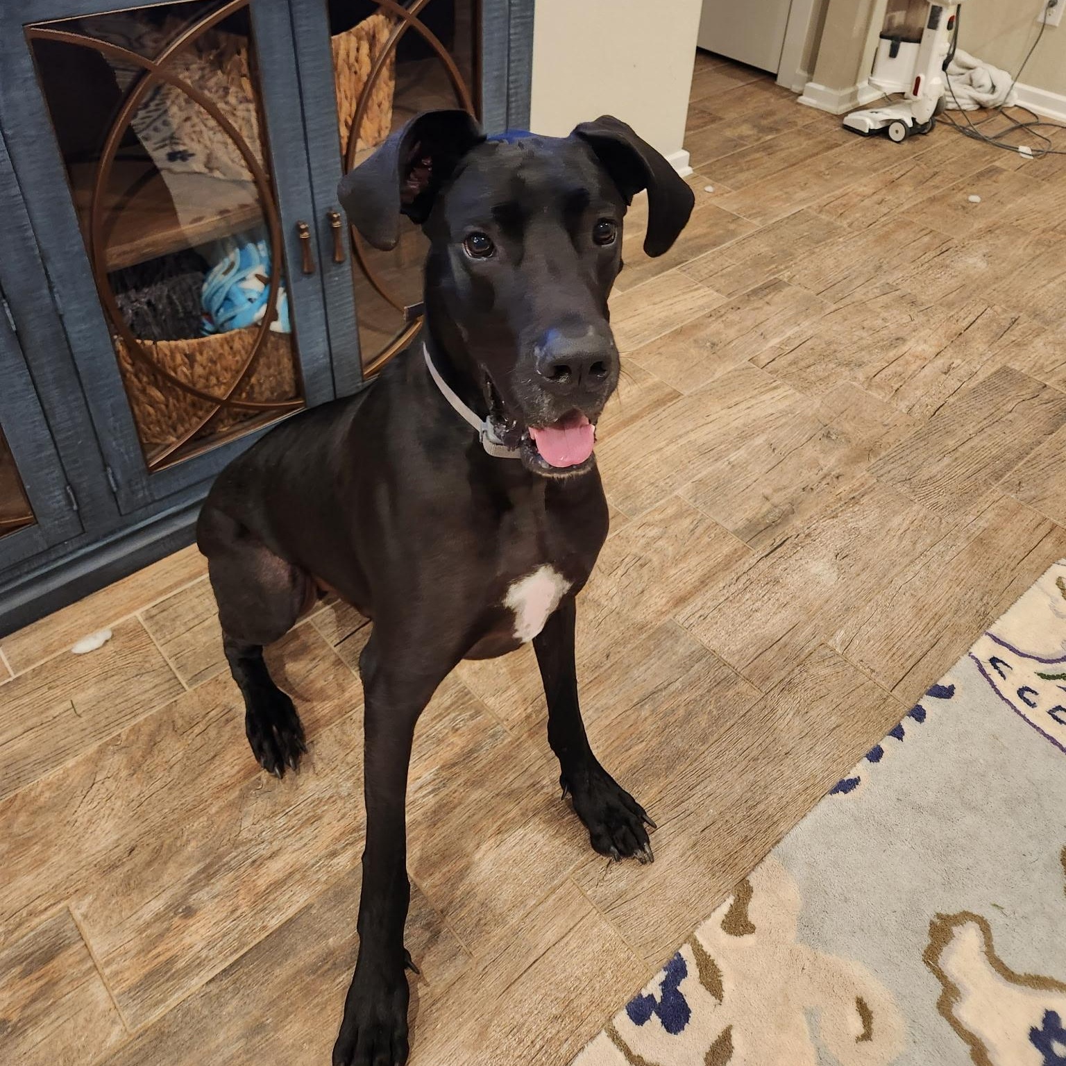 Enlarge Axel, a Adoptable Great Dane in Houston, TX image 2/6