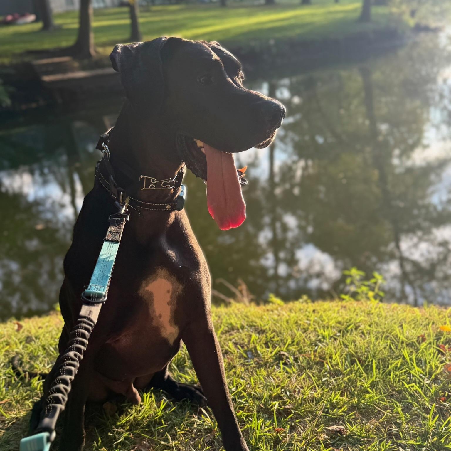 Enlarge Axel, a Adoptable Great Dane in Houston, TX image 1/6