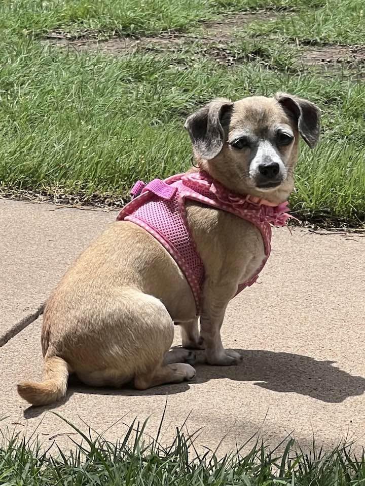 Ginny, a ADOPTABLE Chiweenie in Great Bend, KS image 1/2