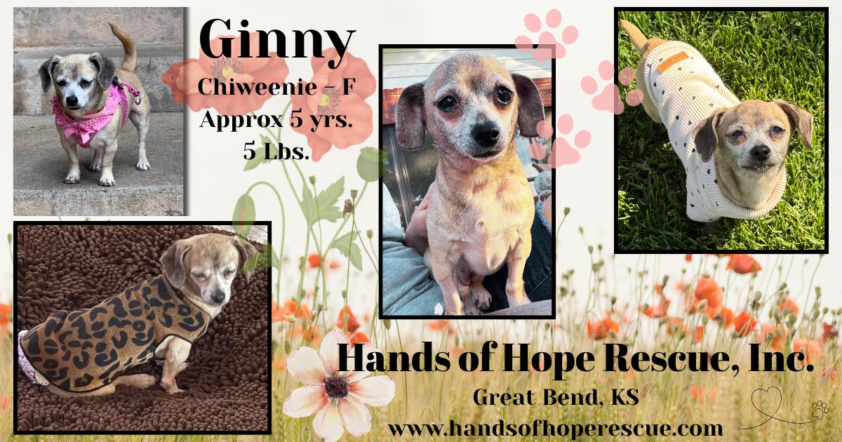 Ginny, a ADOPTABLE Chiweenie in Great Bend, KS image 2/2