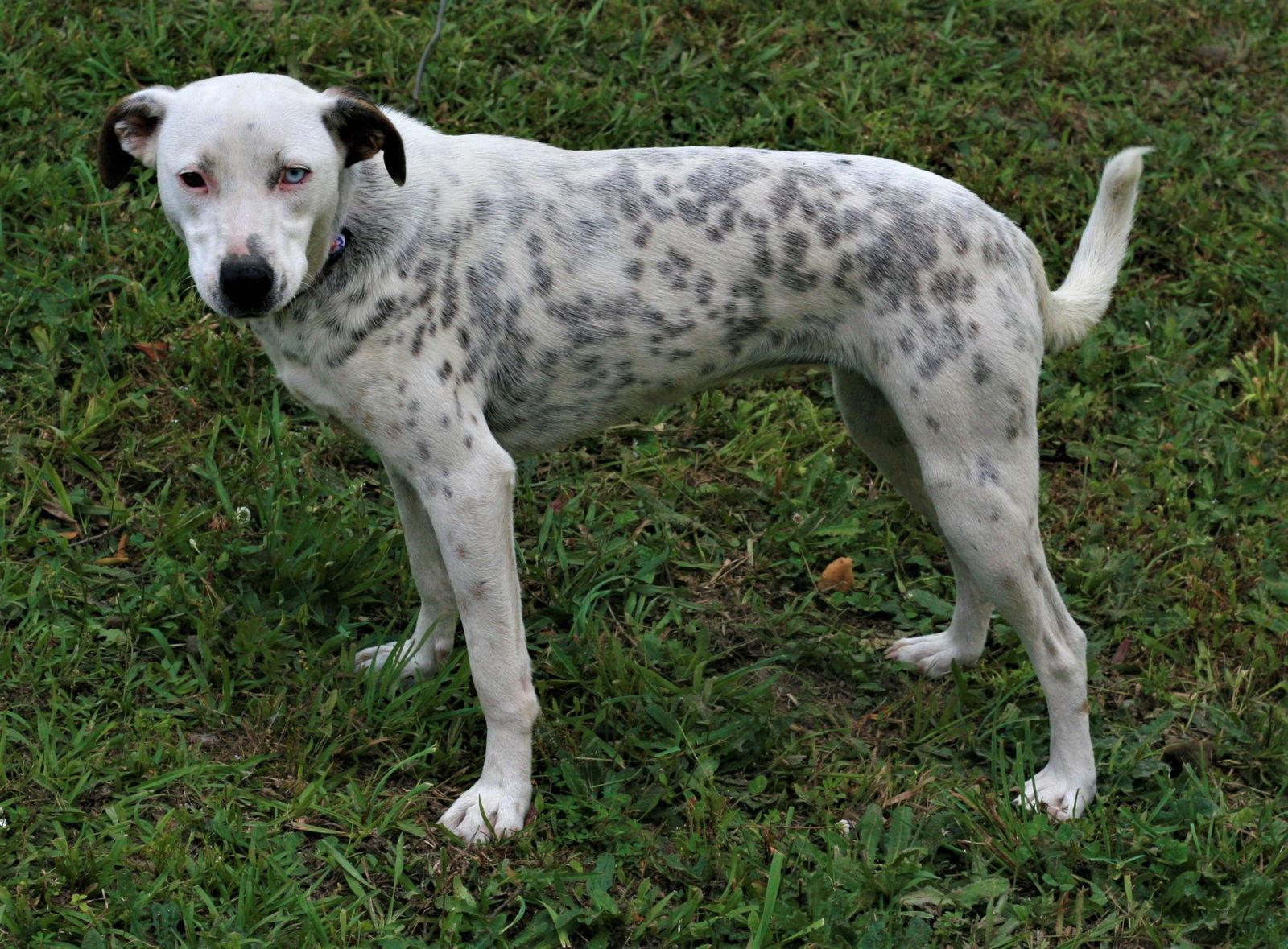 Enlarge Liana, a Adoptable mixed breed in Attalla, AL image 1/3