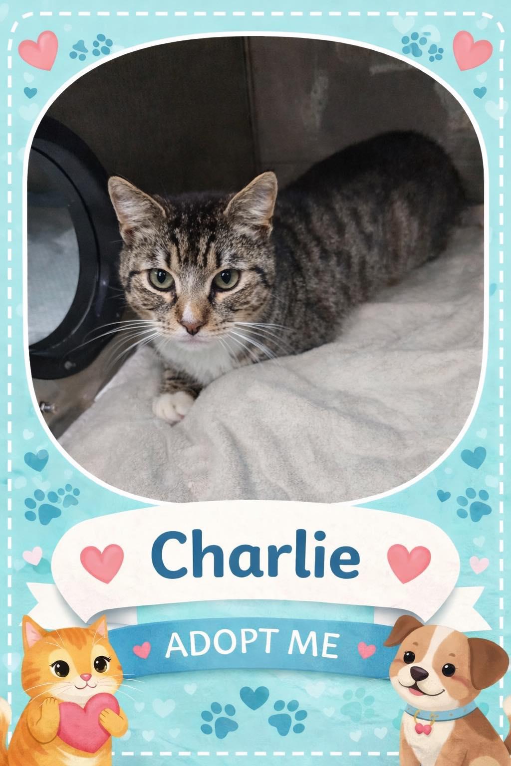 Enlarge Charlie, a ADOPTABLE Domestic Short Hair in Bowie, TX image 1/1