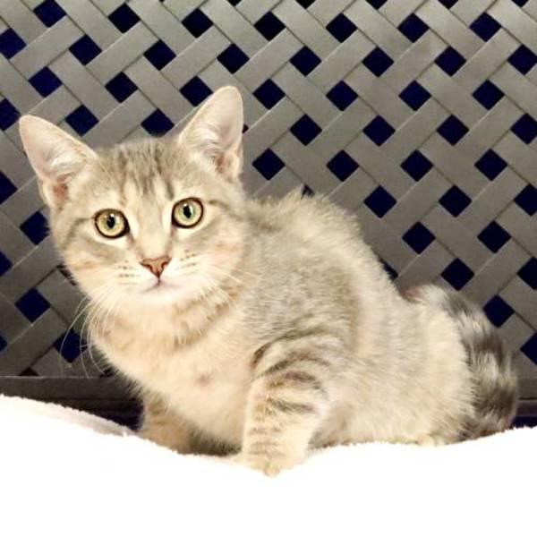 Hopper, Adoptable, Kitten Female Domestic Short Hair.
