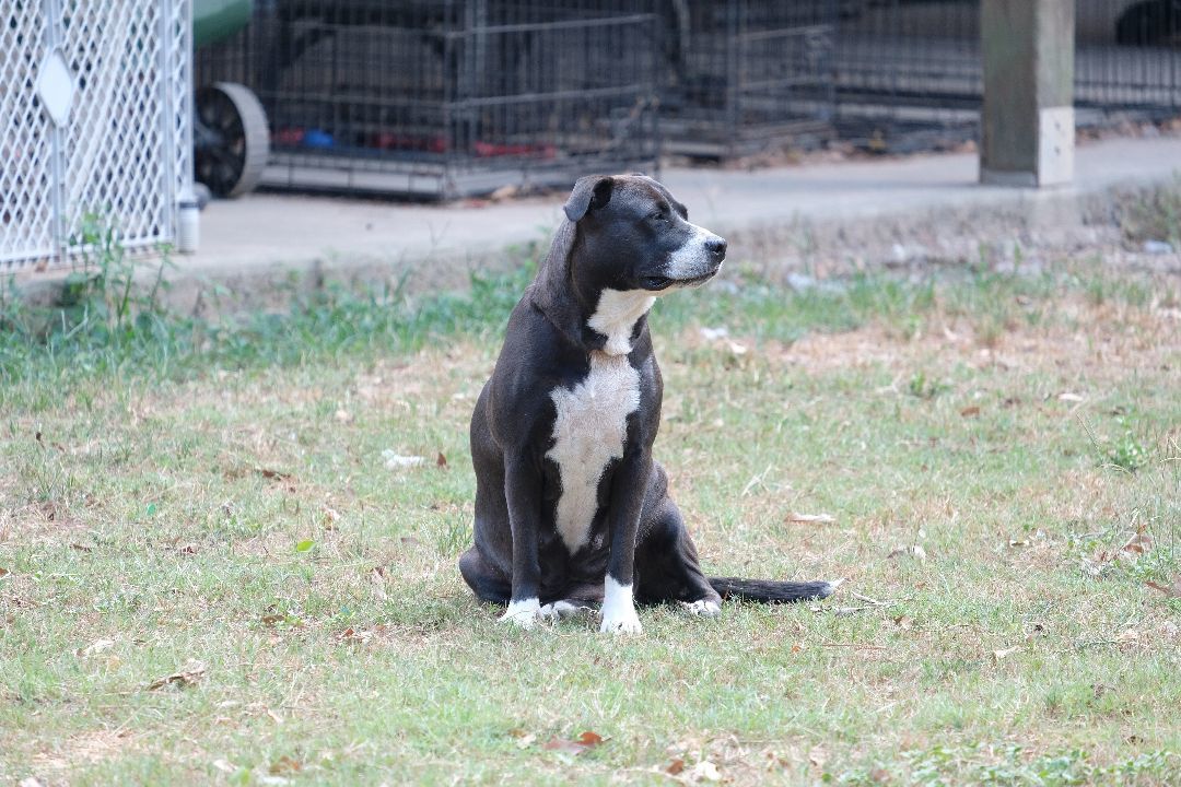 Kate, a Adopted mixed breed in New Caney, TX image 1/8