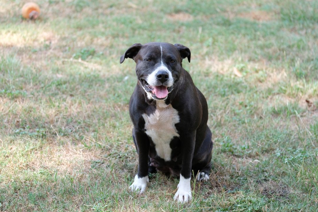 Kate, a Adopted mixed breed in New Caney, TX image 2/8