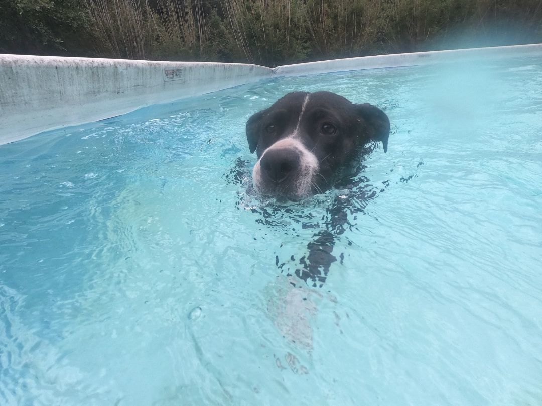 Kate, a Adopted mixed breed in New Caney, TX image 3/8