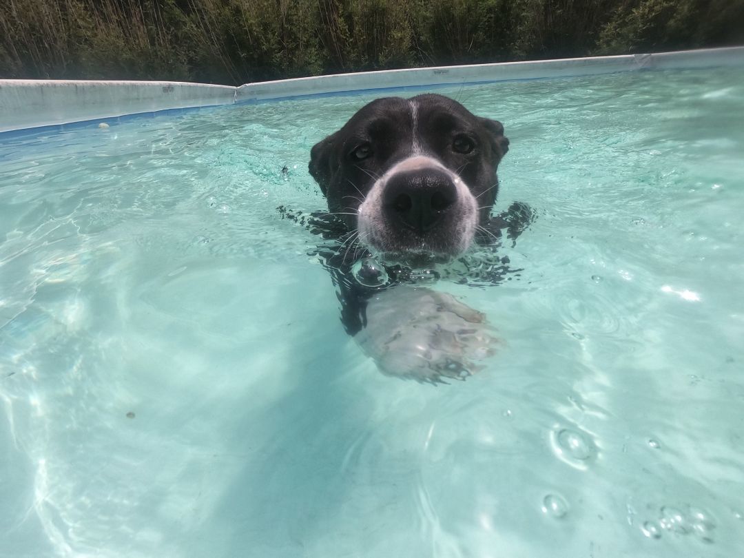 Kate, a Adopted mixed breed in New Caney, TX image 4/8