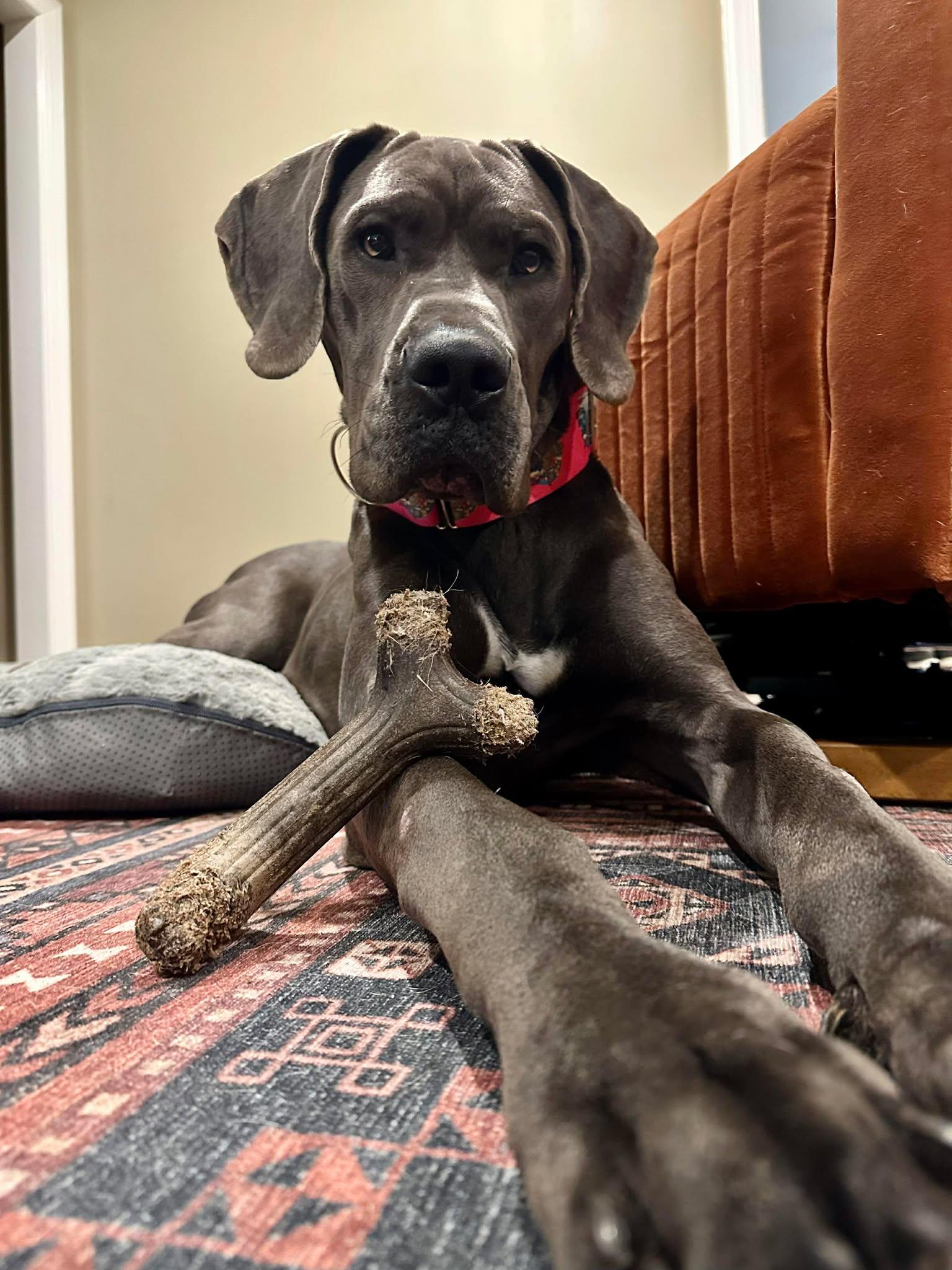 Lucy, adoptable, Adult Female Great Dane.