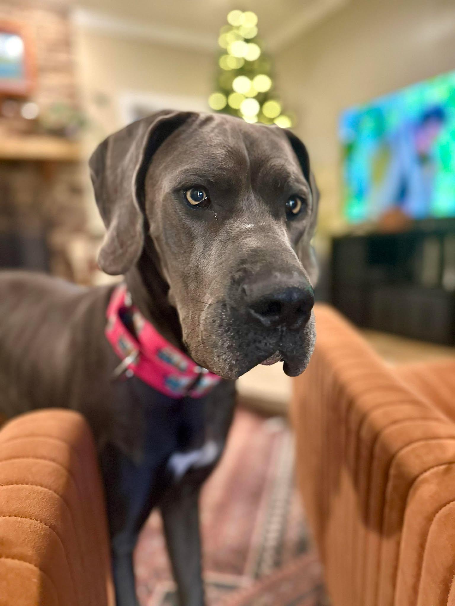Lucy, an adoptable Great Dane in Pensacola, FL image 5/5