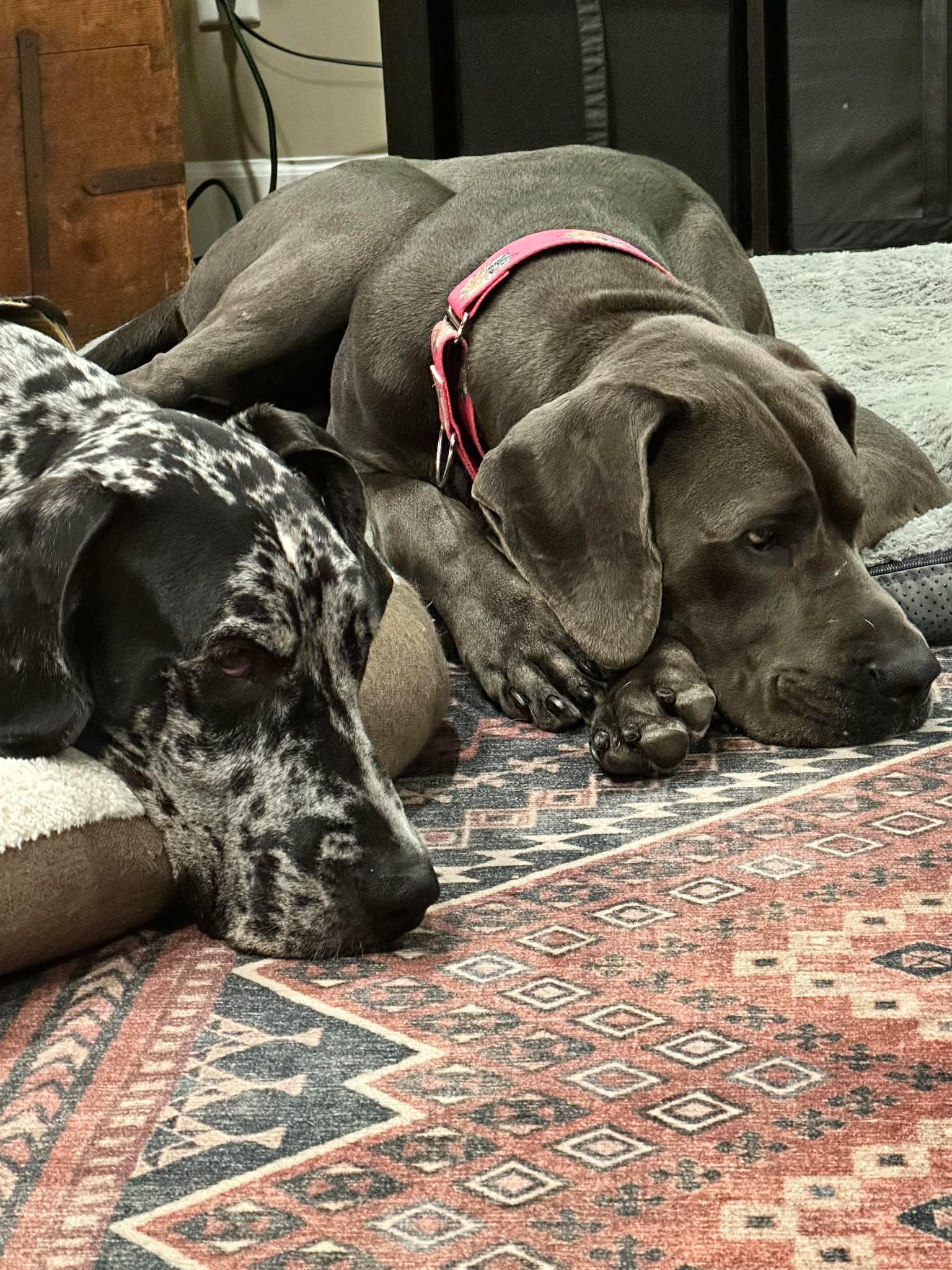 Lucy, an adoptable Great Dane in Pensacola, FL image 3/5