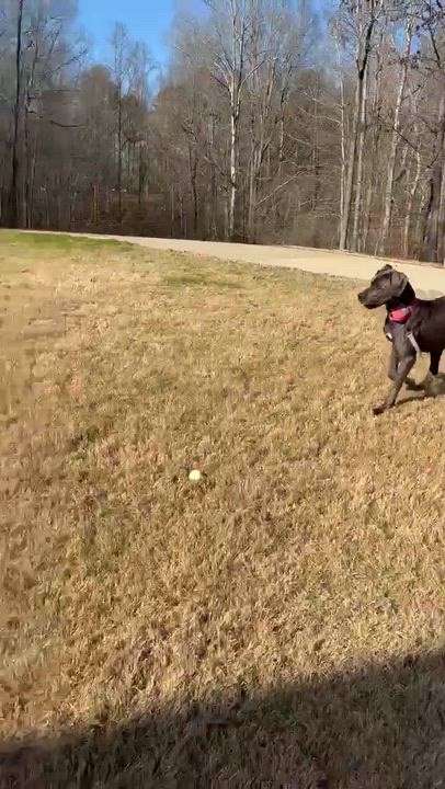 Enlarge Lucy, an adoptable Great Dane in Pensacola, FL video 2/5