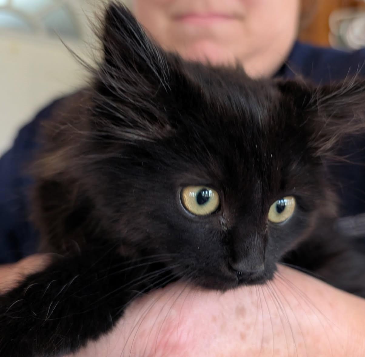 Enlarge Floof      (Maine Coon X), an adopted mixed breed in Ypsilanti, MI image 4/4