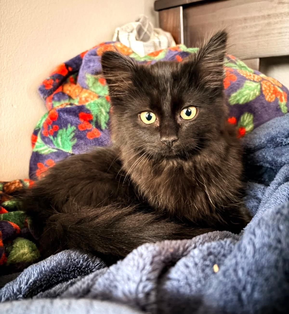 Enlarge Floof      (Maine Coon X), an adopted mixed breed in Ypsilanti, MI image 1/4
