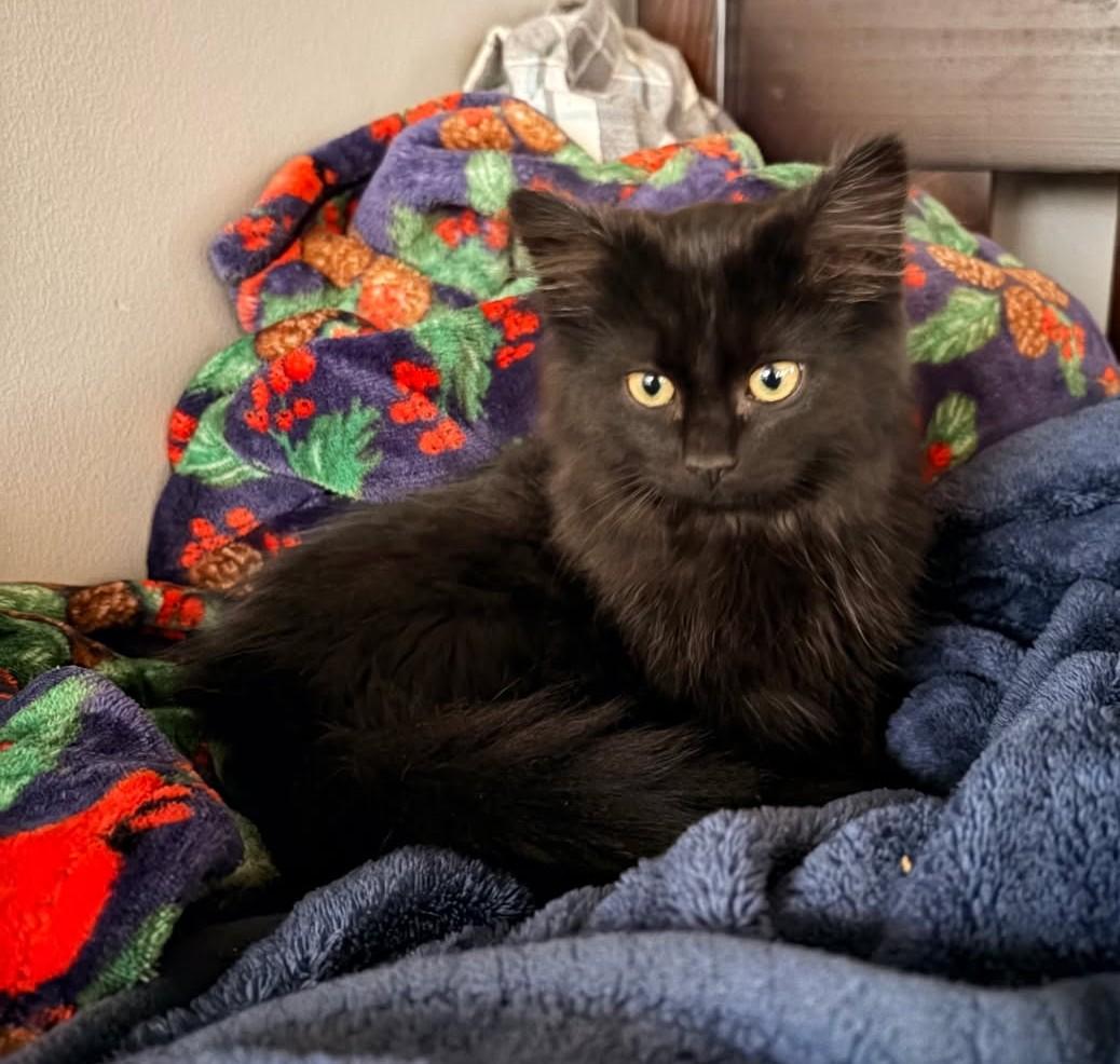 Enlarge Floof      (Maine Coon X), an adopted mixed breed in Ypsilanti, MI image 2/4