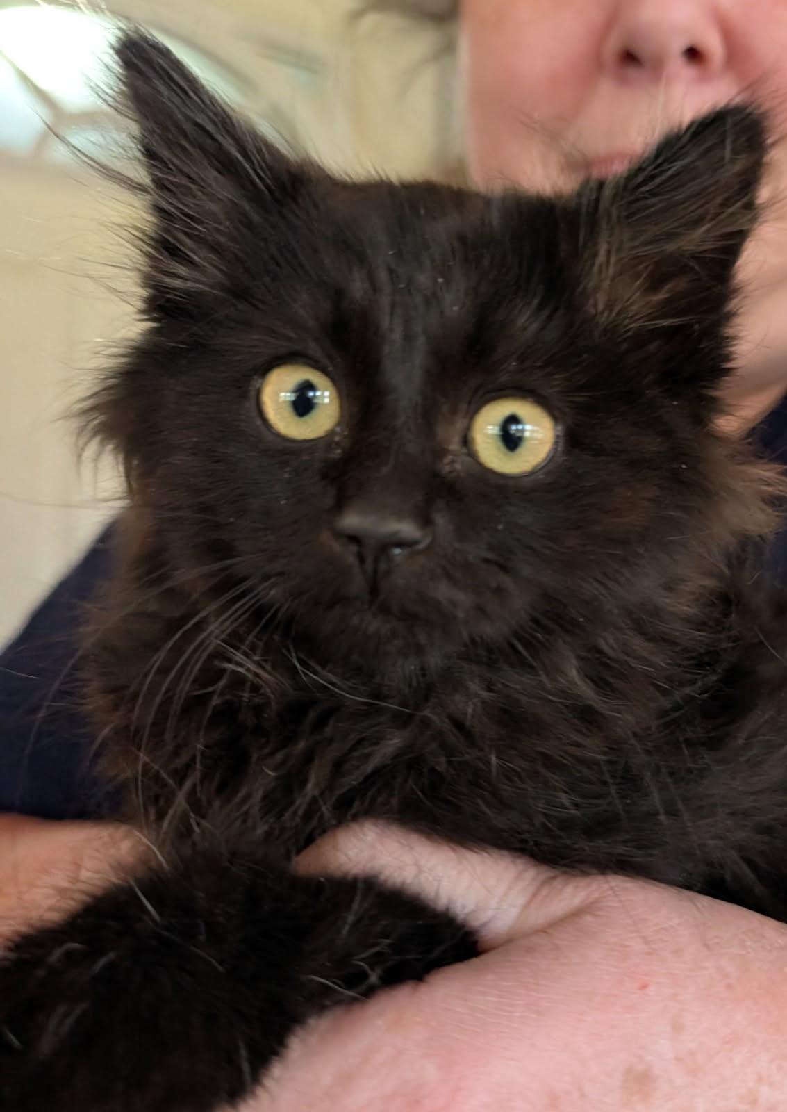 Enlarge Floof      (Maine Coon X), an adopted mixed breed in Ypsilanti, MI image 3/4
